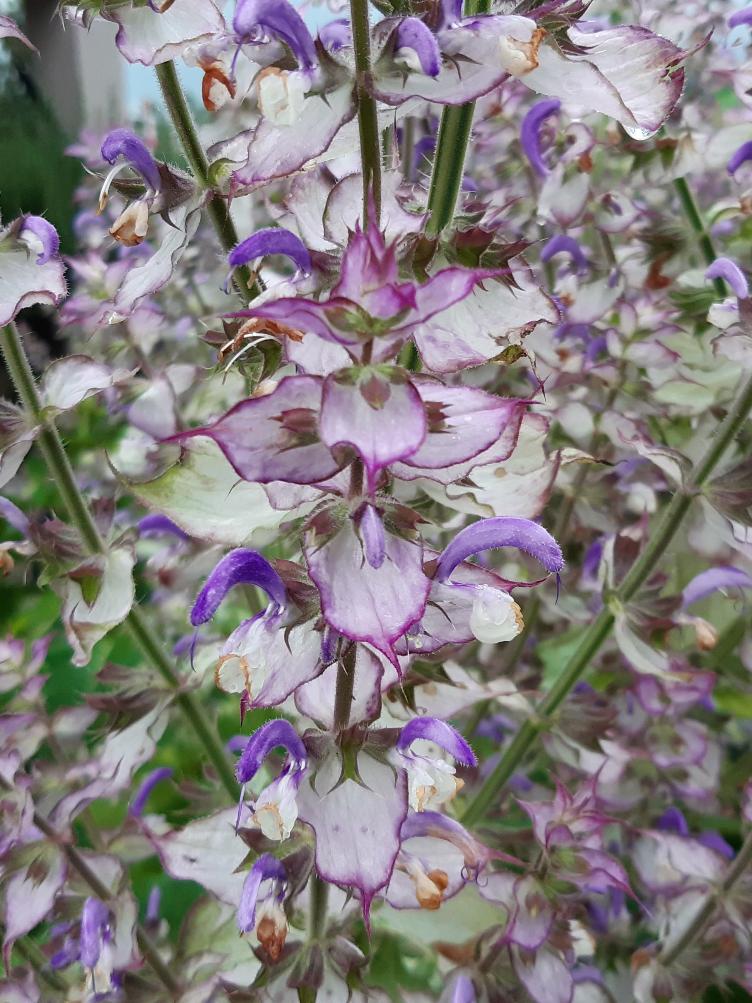 Salvia sclarea