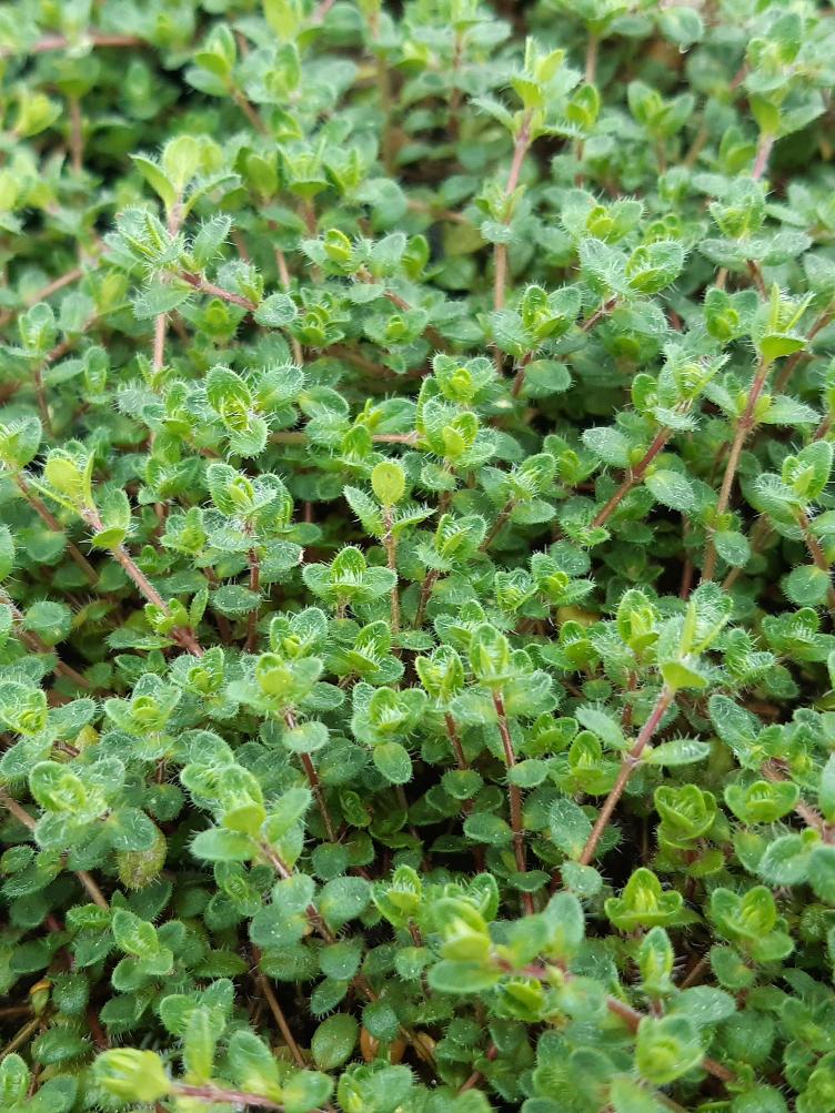 Sand-Thymian Pink Chintz