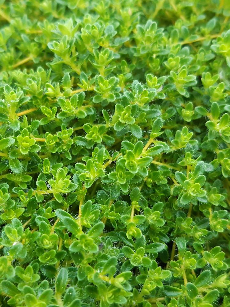 Sand-Thymian Snowdrift White