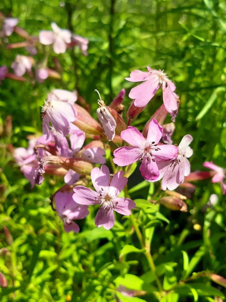 Saponaria x lempergii `Max Frei`