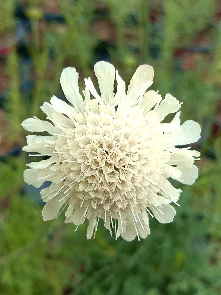 Scabiosa ochroleuca