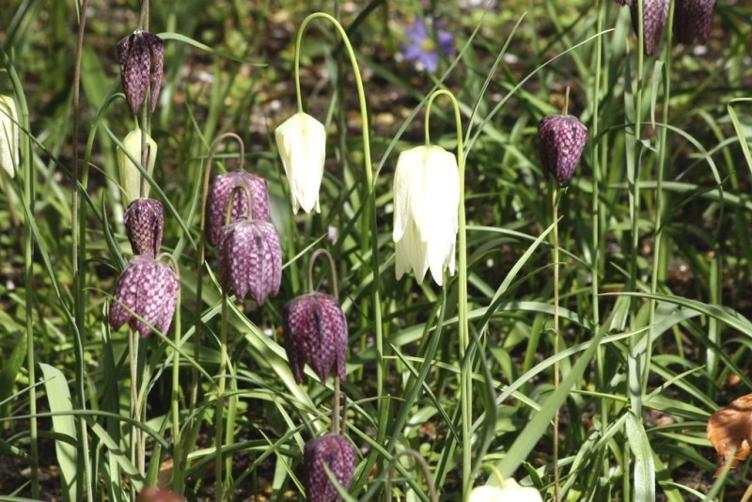 Schachblume