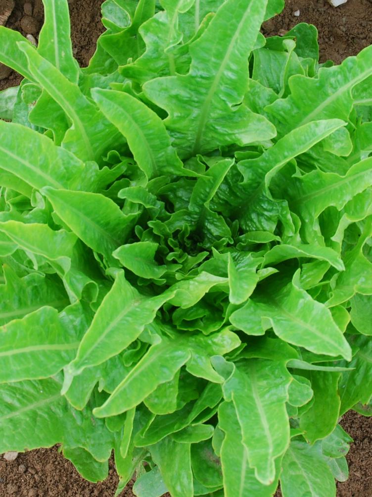Schnitt- & Pflücksalat Lattughino Verde