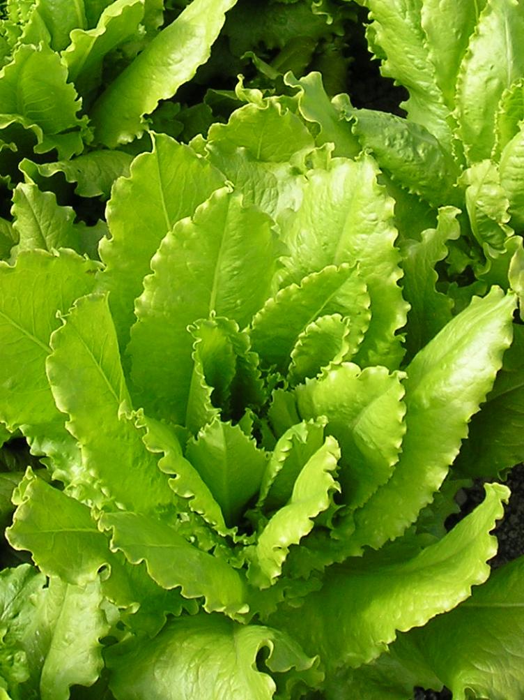 Schnitt- & Pflücksalat Venezianer