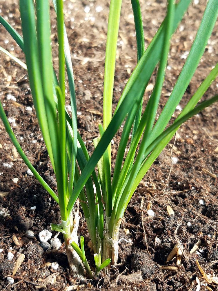 Schnittknoblauch - 0