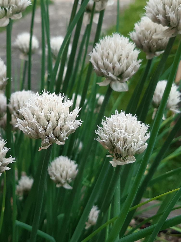 Schnittlauch Alba