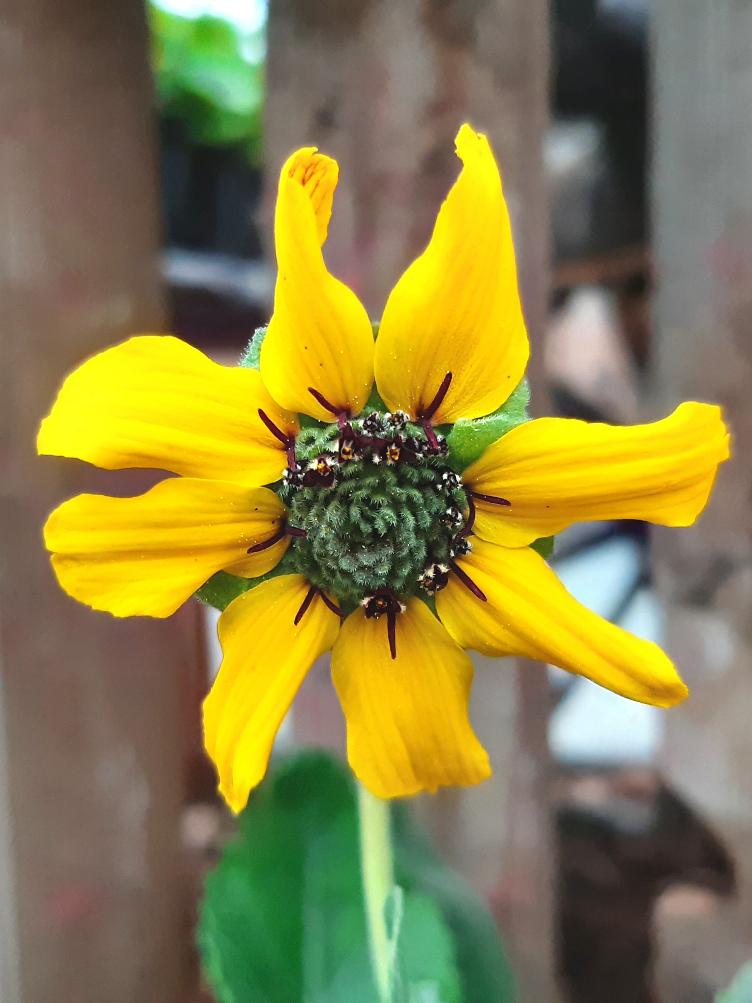 Schokoladenblume Chocolate Drop