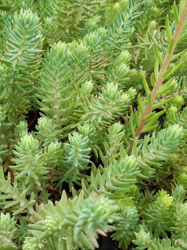 Sedum reflexum