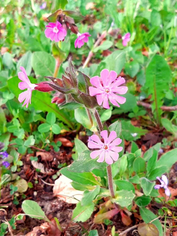 Silene dioica