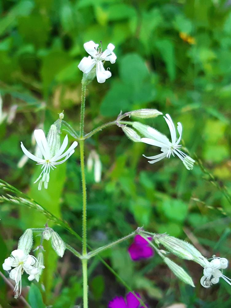 Silene nutans