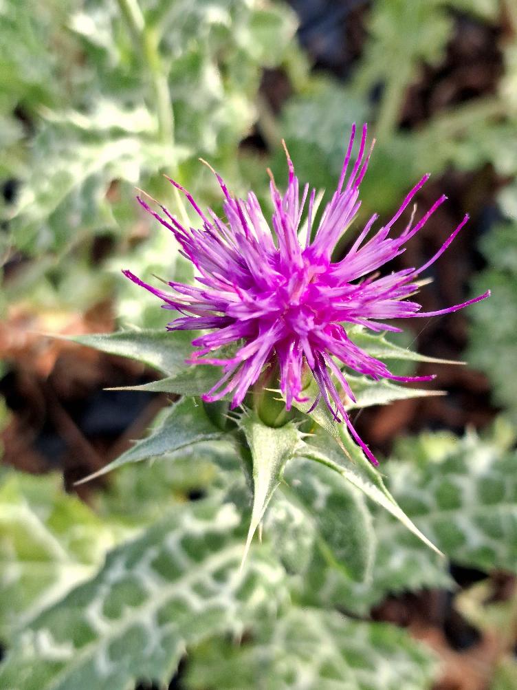 Silybum marianum