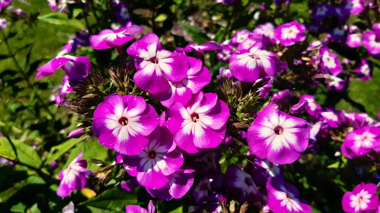 Sommer-Phlox Eclaireur