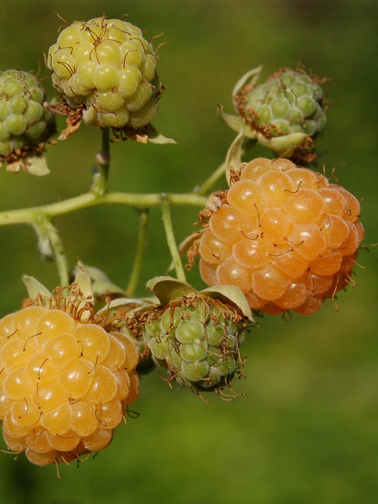 Sommerhimbeere Golden Queen