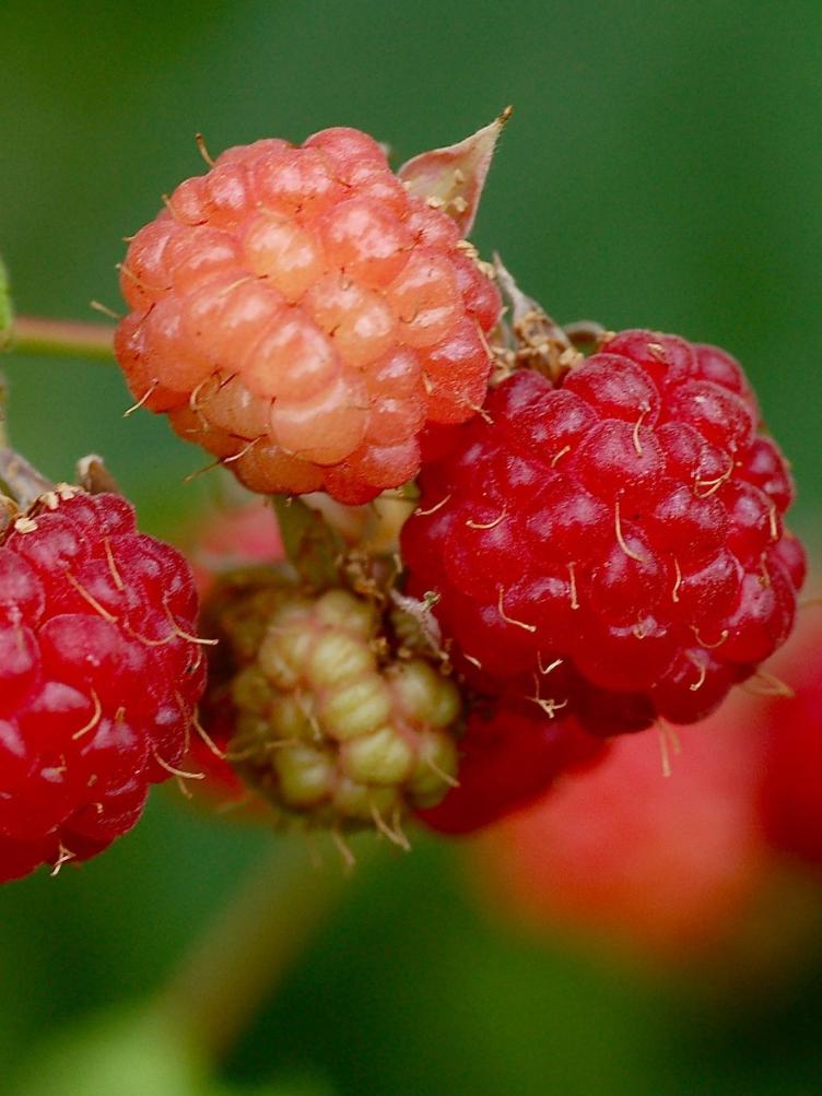 Sommerhimbeere Kolbergs Ruhm
