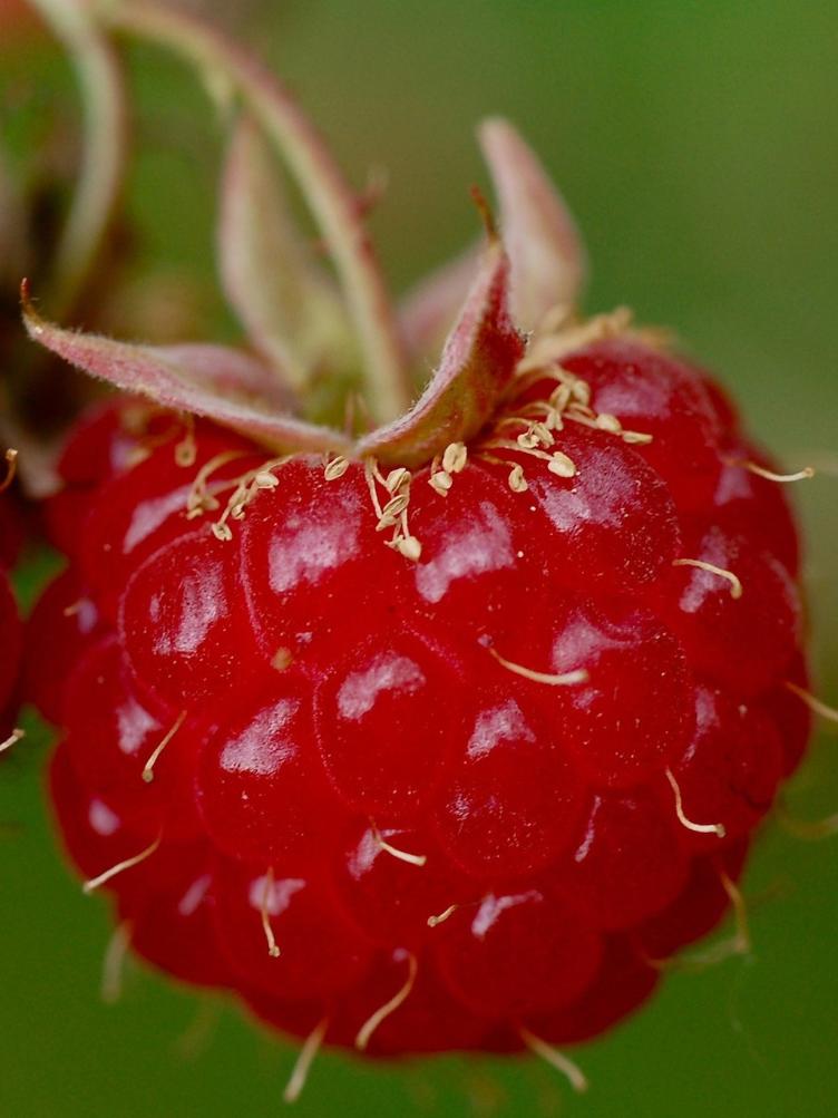 Sommerhimbeere Rote aus Safnern