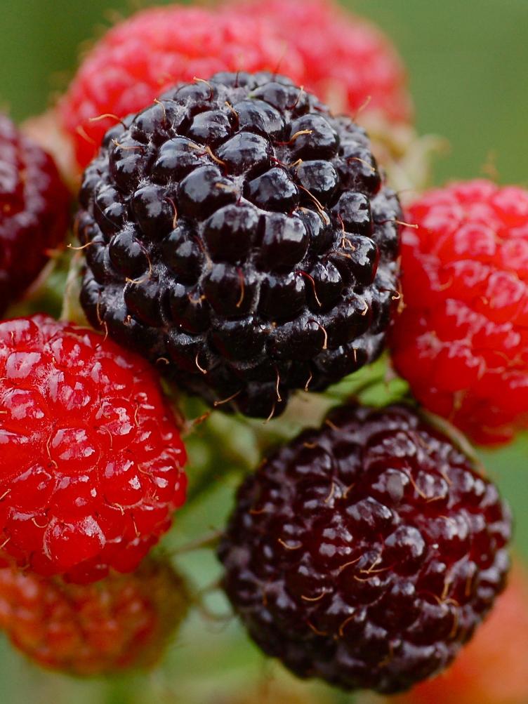 Sommerhimbeere Schwarze