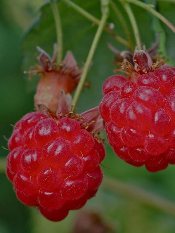 Sommerhimbeere Winklers Sämling