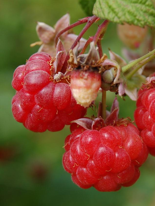 Sommerhimbeere Winklers Sämling