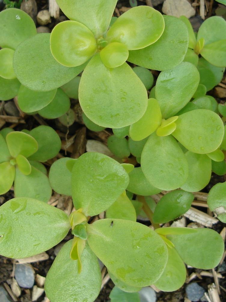 Sommerportulak Gelber Breitblättriger
