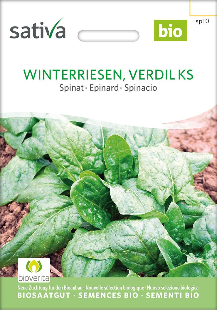Spinat `Winterriesen VERDIL KS`
