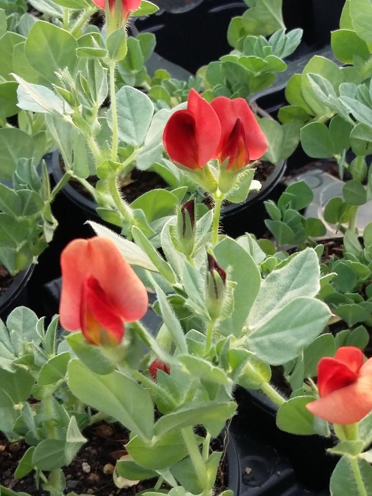 Spargelerbse rot
