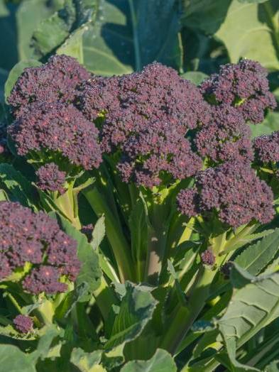 Sprossenbroccoli violett (Wintertyp)
