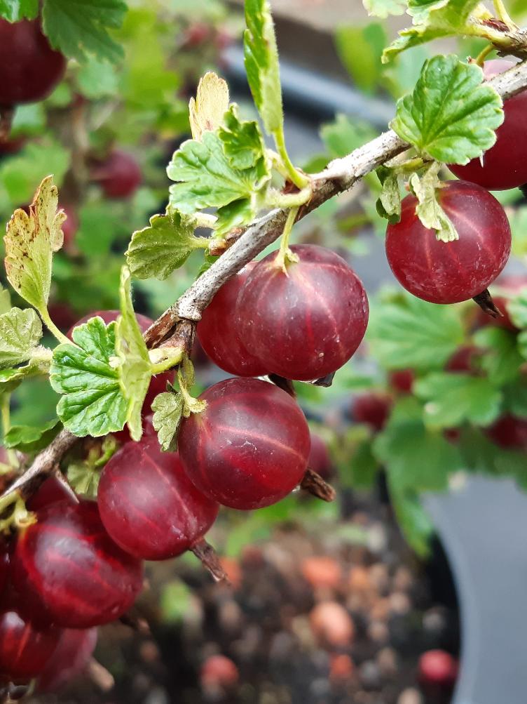 Stachelbeere Hinnonmäki rot