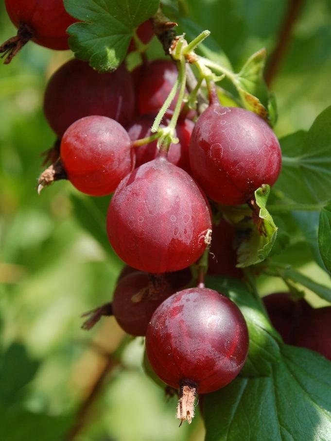 Stachelbeere Worcesterberry