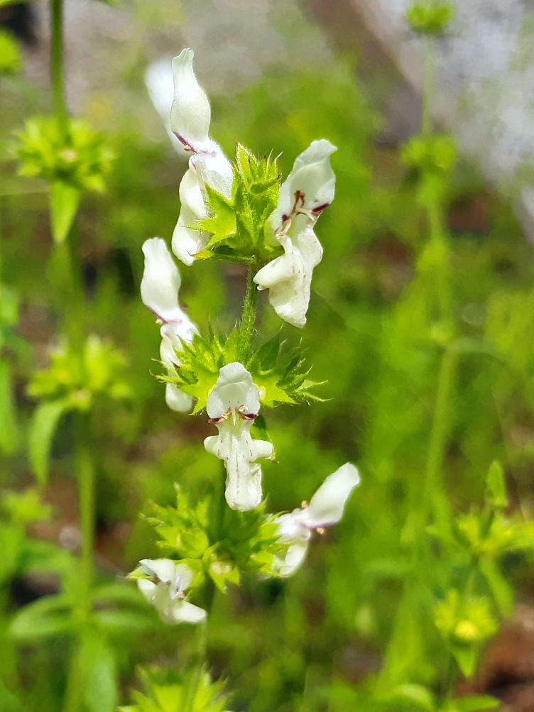 Stachys recta