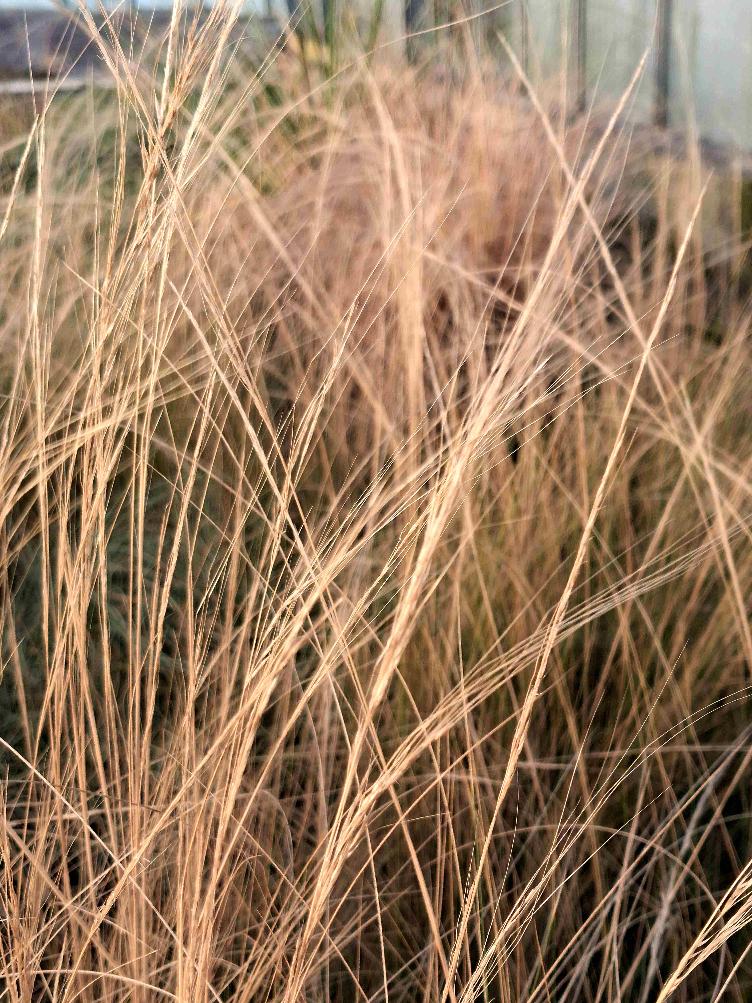 Stipa tenuissima `Ponytails`