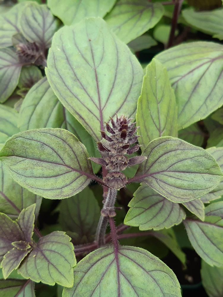 Strauchbasilikum `African Blue`