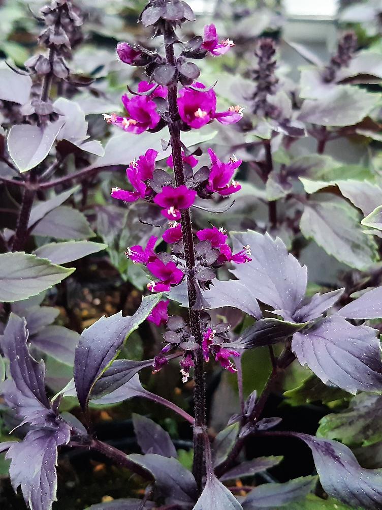 Strauchbasilikum Herbalea Wild Magic