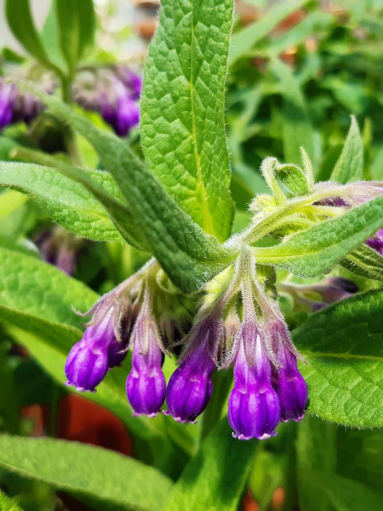 Symphytum officinale