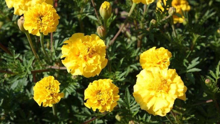 Tagetes Liliput Gelber Knirps