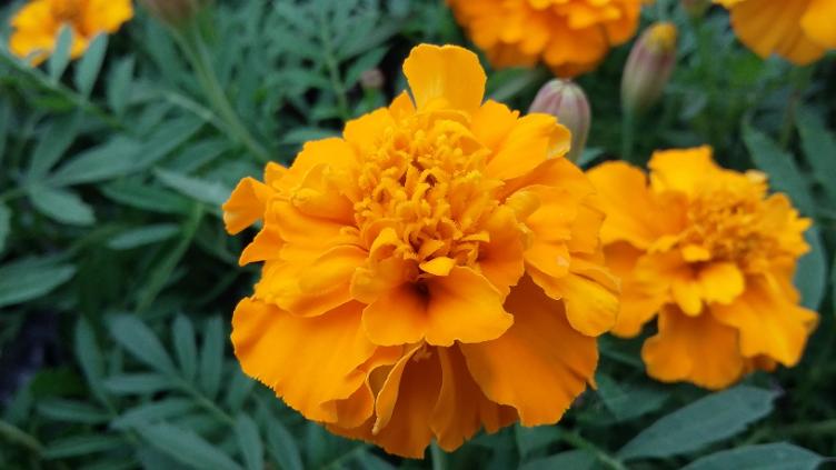 Tagetes Petite Orange