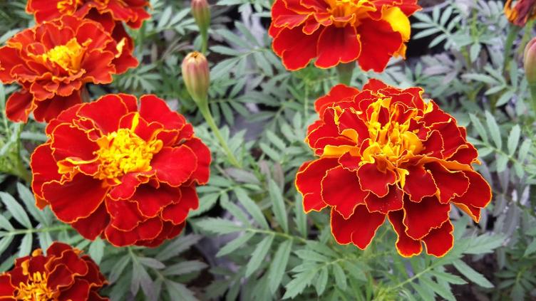 Tagetes Rusty Red