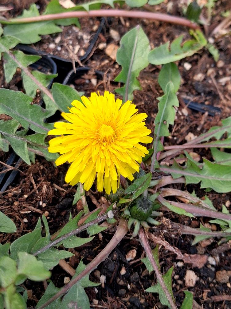 Taraxacum officinale