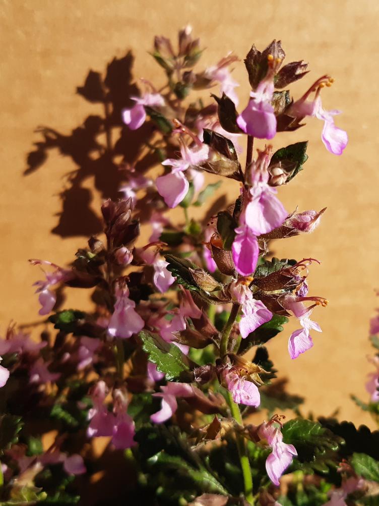 Teucrium chamaedrys `Pain de Sucre`