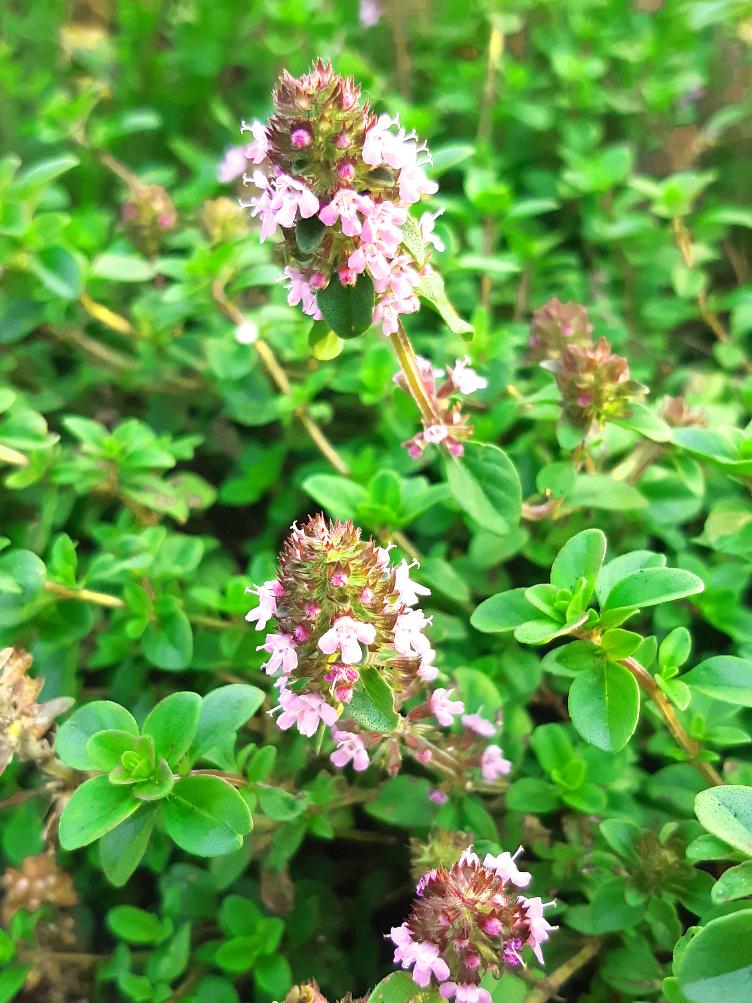 Thymus pulegioides