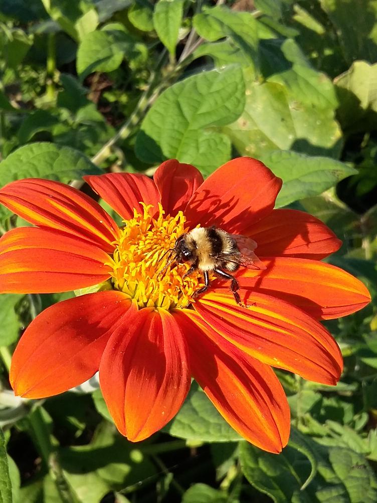 Tithonia rotundifolia `Torch`