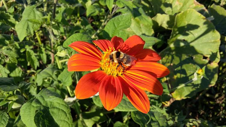 Tithonia rotundifolia `Torch`