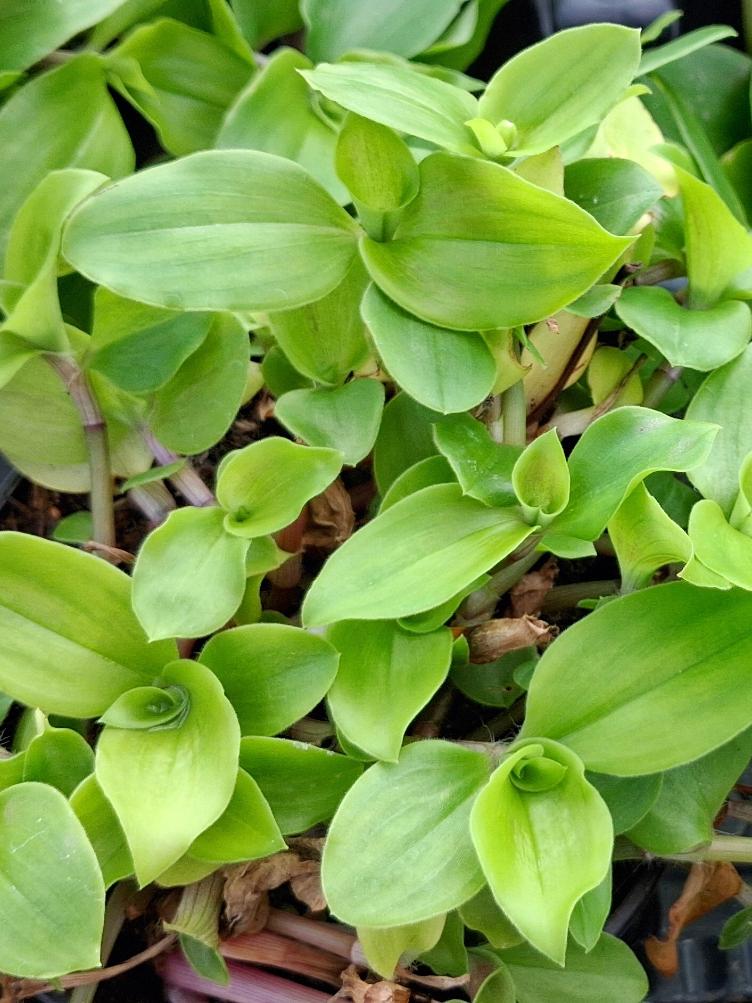 Tradescantia albiflora `Grün Grossblättrig`