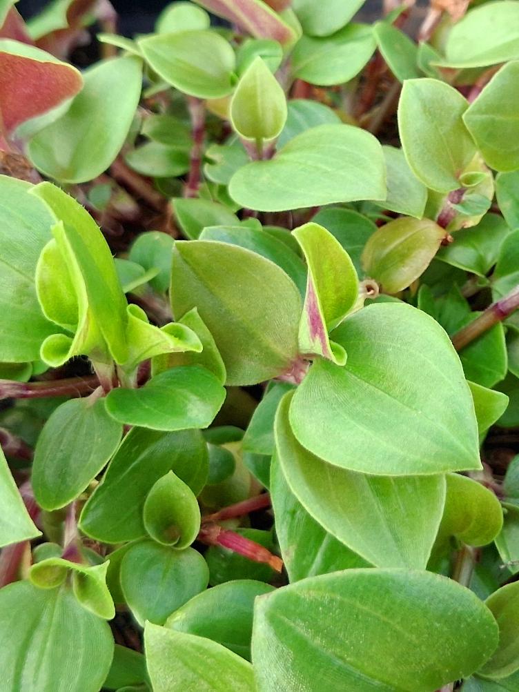 Tradescantia albiflora `Grün Kleinblättrig`