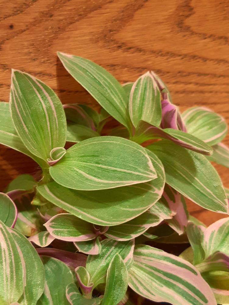 Tradescantia albiflora `Nanouk`