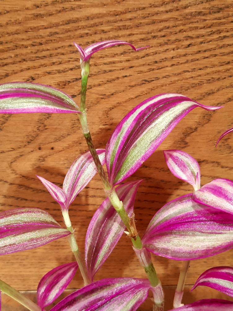 Tradescantia zebrina `Pink Perfection`