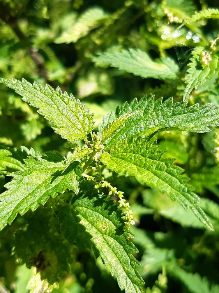 Urtica dioica