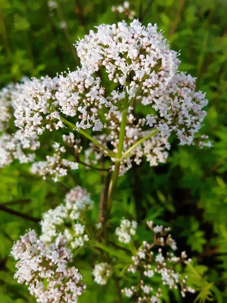 Valeriana officinalis