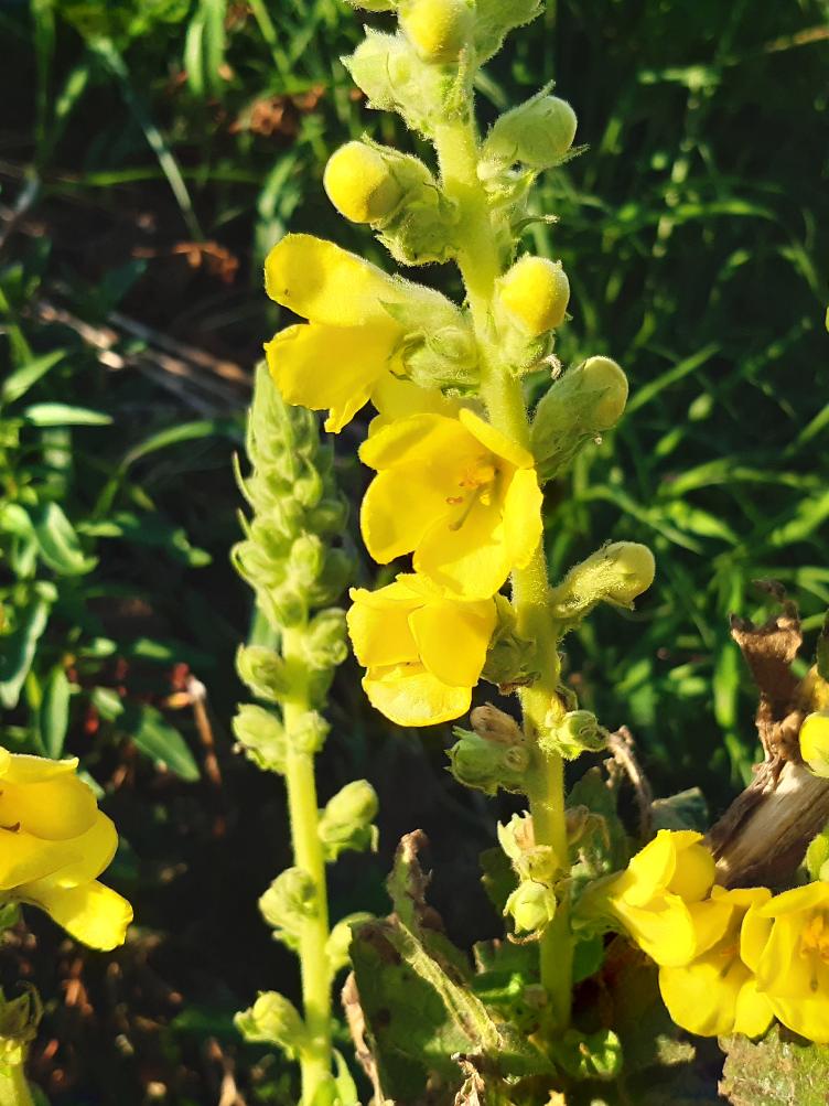 Verbascum phlomoides