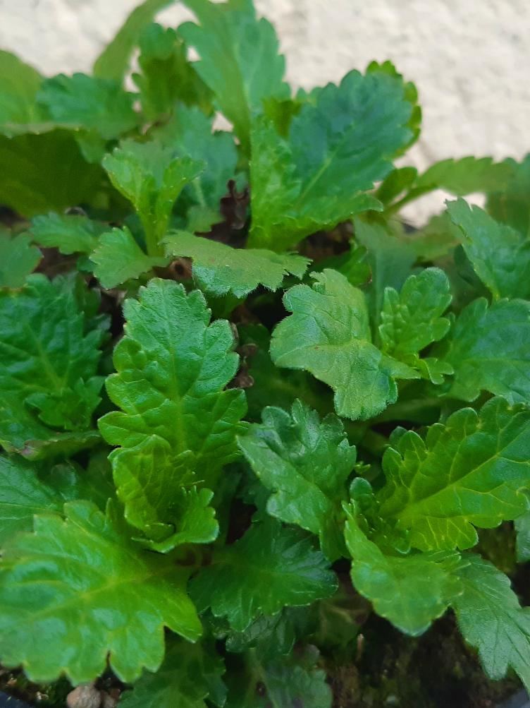 Verbena officinalis
