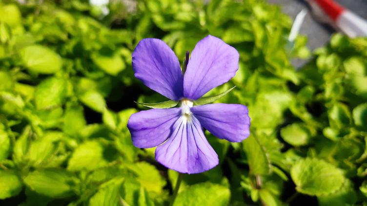 Viola cornuta `Minor`